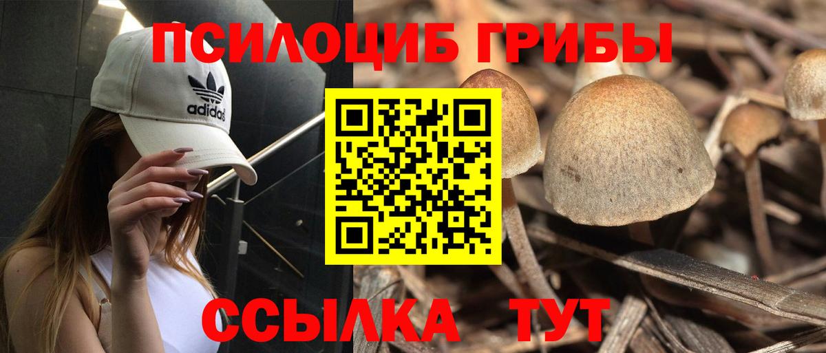 Псилоцибиновые грибы Psilocybe  Вход с VPN  Шали 